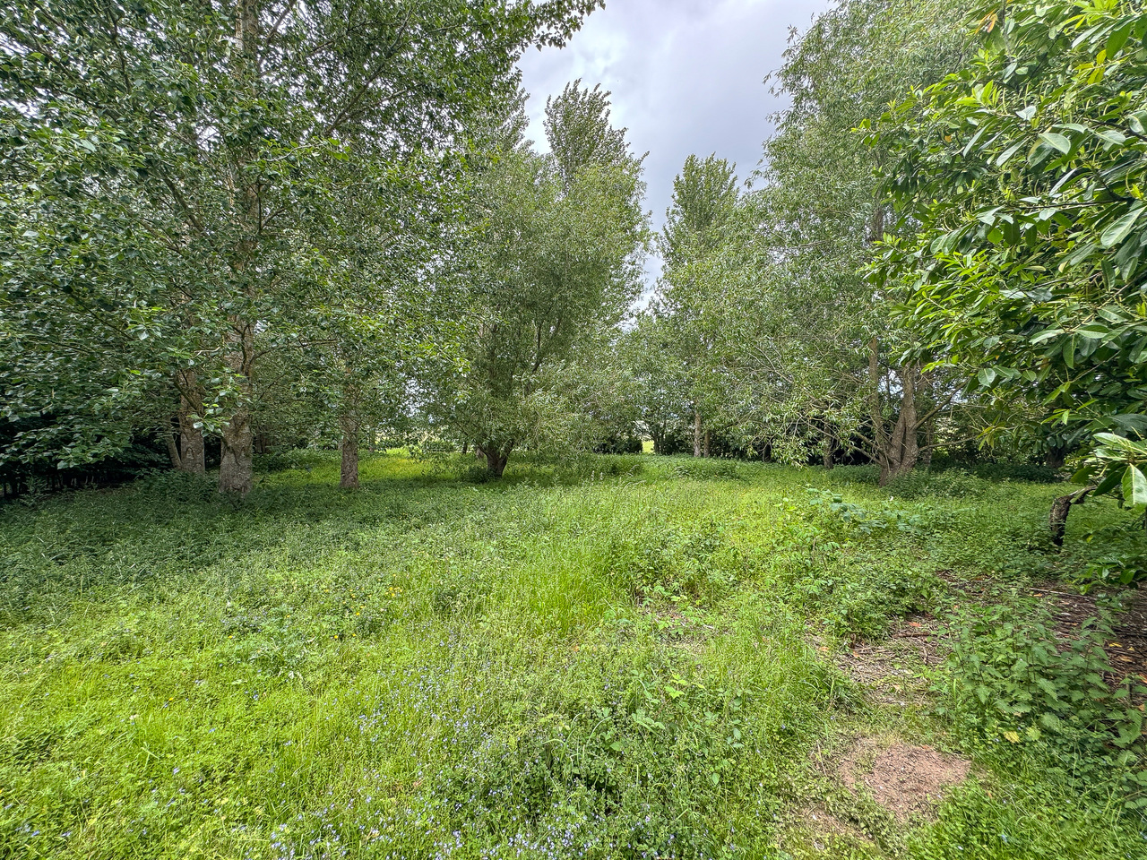 Garden (3)