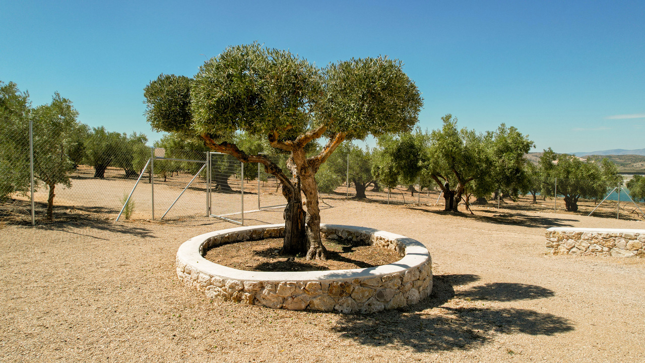 Olive Grove Estates New Build For Sale Biar Alicante Spain Country House (6)